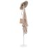 Cuier de haine, alb, 176 cm, fier vopsit electrostatic GartenMobel Dekor