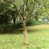 Rulou de iută, 1x5 m, iută 100%, 200 g/m² GartenMobel Dekor