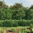 Gard plasă de sârmă cu țăruși de fixare, verde, 1,4x10 m GartenMobel Dekor
