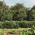 Gard plasă de sârmă cu bordură, antracit, 1x25 m GartenMobel Dekor
