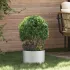 Vază pentru Grădină 5 pcs Argintiu 30 x 30 x 20 cm GartenMobel Dekor