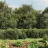Gard plasă de sârmă, antracit, 1,8x10 m, oțel galvanizat GartenMobel Dekor