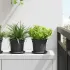 Tavă rotundă pentru flori 6 pcs Negru Ø 14 x 2 cm Plastic GartenMobel Dekor
