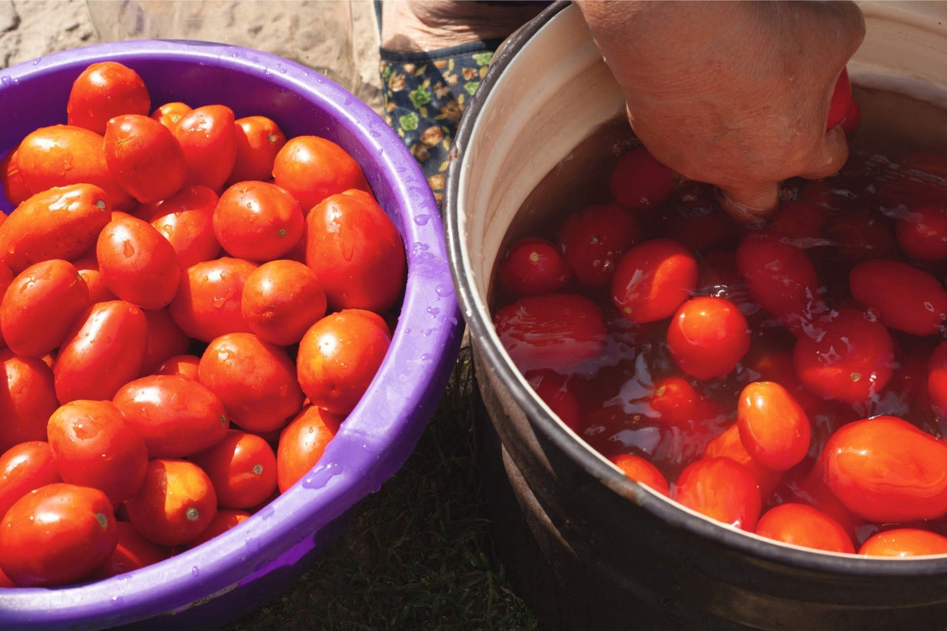 Fierberea roșiilor pentru bulion Fierberea roșiilor pentru bulion